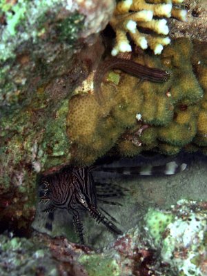 Common Lionfish - Pterois Miles under Rock 03