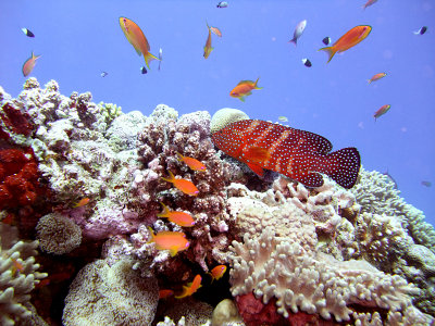 Coral Cod and Anthias