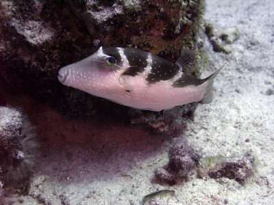 Crowned Pufferfish - Canthigaster Coronata 02
