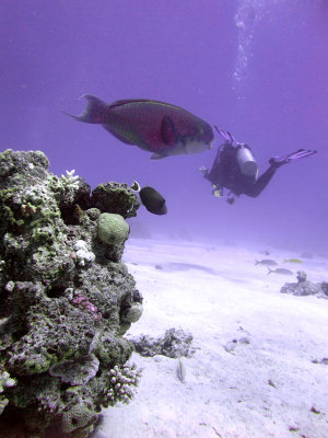 Diver and Parrotfish