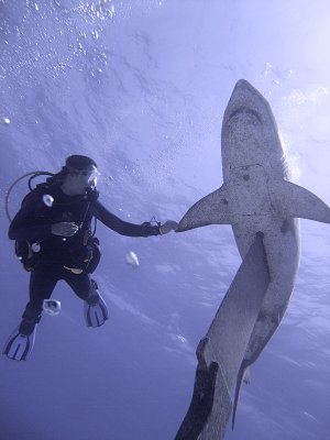 Diver with Statue of Shark on Knife
