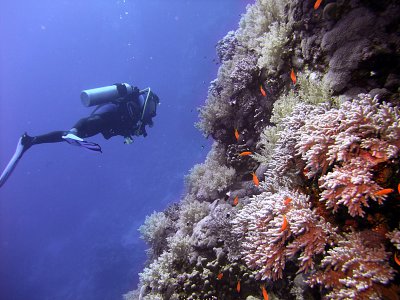 Diver Swimming along a Wall 02