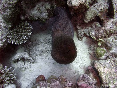 Giant Moray - Gymnothorax Javanicus Emerging from Crevice 02