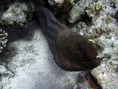 Giant Moray - Gymnothorax Javanicus Emerging from Crevice 03