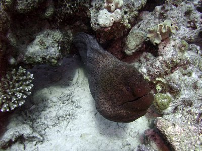 Giant Moray - Gymnothorax Javanicus Emerging from Crevice 04