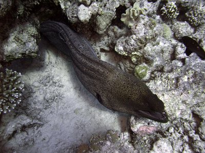 Giant Moray - Gymnothorax Javanicus Emerging from Crevice 05