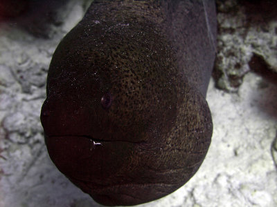 Giant Moray - Gymnothorax Javanicus Emerging from Crevice 06