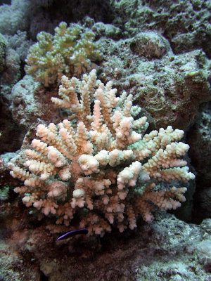 Juvenile Bluestreak Cleaner Wrasse and Hard Coral - Lobroides Dimidiatus