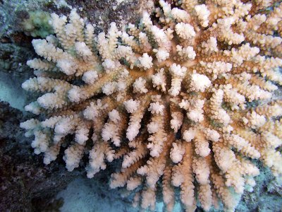Pale Branching Coral