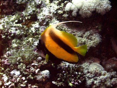 Red Sea Bannerfish - Heniochus Intermedius