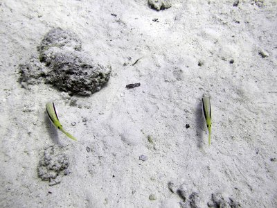 Red Sea Goatfish - Parupeneus Forsskali