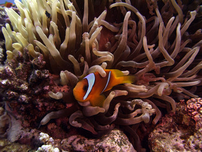 Two-Banded Anemonefish in Anemone  - Amphiprion Bicinctus 05