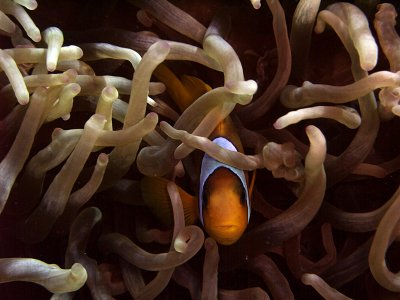 Two-Banded Anemonefish in Anemone  - Amphiprion Bicinctus 06