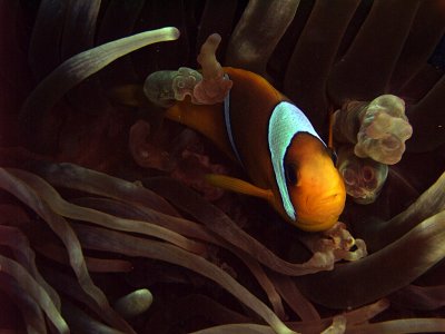Two-Banded Anemonefish in Anemone  - Amphiprion Bicinctus 07
