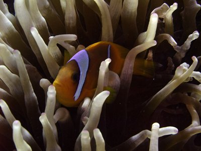 Two-Banded Anemonefish in Anemone  - Amphiprion Bicinctus 09