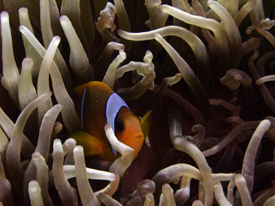 Two-Banded Anemonefish in Anemone  - Amphiprion Bicinctus 10