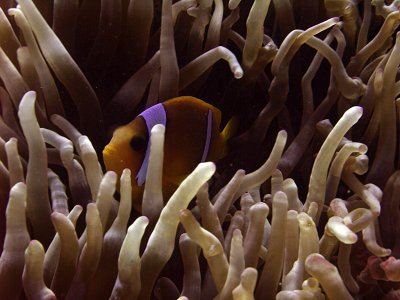 Two-Banded Anemonefish in Anemone  - Amphiprion Bicinctus 11