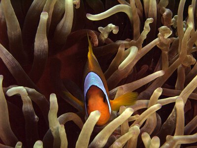 Two-Banded Anemonefish in Anemone  - Amphiprion Bicinctus 12