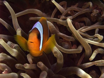 Two-Banded Anemonefish in Anemone  - Amphiprion Bicinctus 13