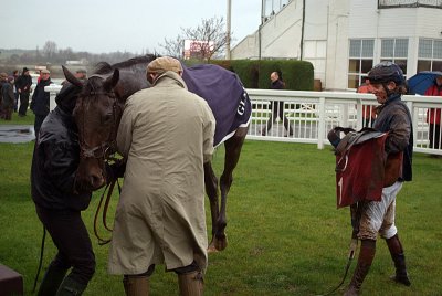 Karasakal in the Winners Enclosure