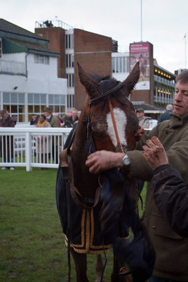 English Jim in the Winners Enclosure 02