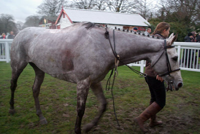 Dolly Grey in the Winners Enclosure 02