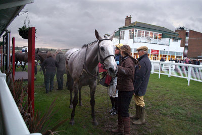 Dolly Grey in the Winners Enclosure 05
