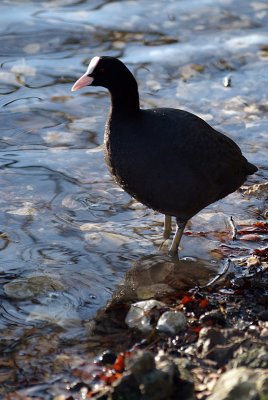 Coot Standing in Water