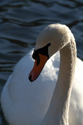 Mute Swan on Water 04
