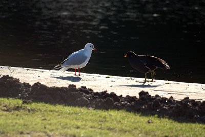 Coot and Black-Headed Gull