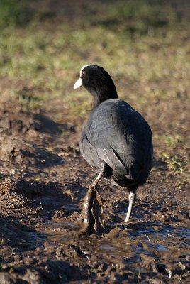 Coot in Mud
