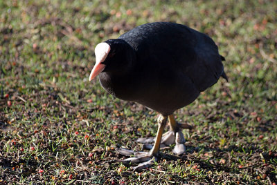Coot on Grass