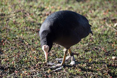 Coot on Grass 02