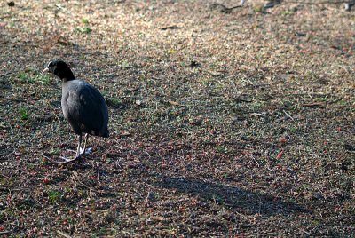 Coot on Grass 03