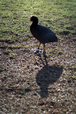 Coot on Grass 05