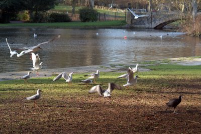 Flock of Black-Headed Gulls by Pond