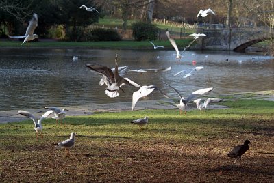 Flock of Black-Headed Gulls by Pond 02