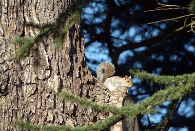 Gray Squirrel on Pine Tree