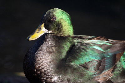 Green Duck 02