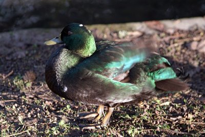 Green Duck 04