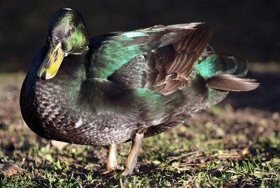 Green Duck 06