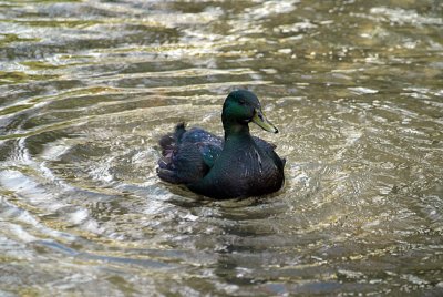 Green Duck on Water