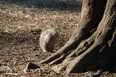 Grey Squirrel Foraging by Tree
