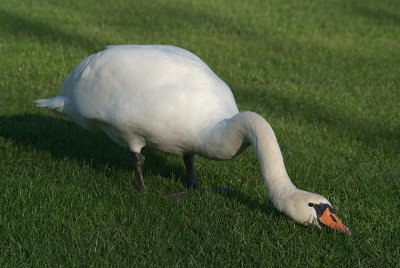 Mute Swan on Grass 01