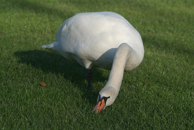 Mute Swan on Grass 02