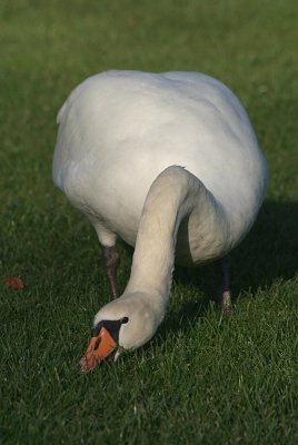 Mute Swan on Grass 03