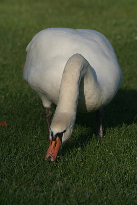 Mute Swan on Grass 04