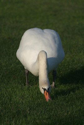 Mute Swan on Grass 05