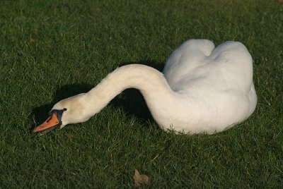 Mute Swan on Grass 06