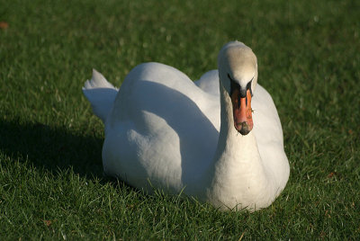 Mute Swan on Grass 07